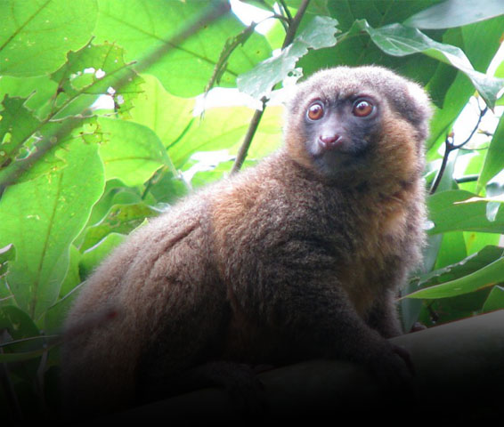Voyages vers Morondava